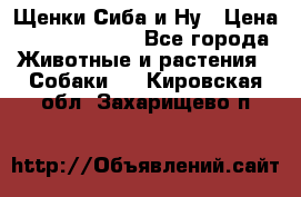 Щенки Сиба и Ну › Цена ­ 35000-85000 - Все города Животные и растения » Собаки   . Кировская обл.,Захарищево п.